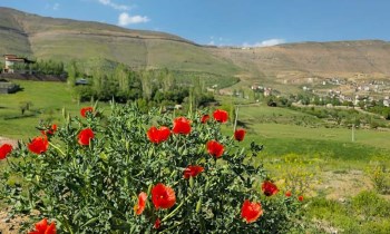 طبیعت‌گردی در دشت مشا دماوند؛ جایی که فقط یک ساعت با تهران فاصله دارد!