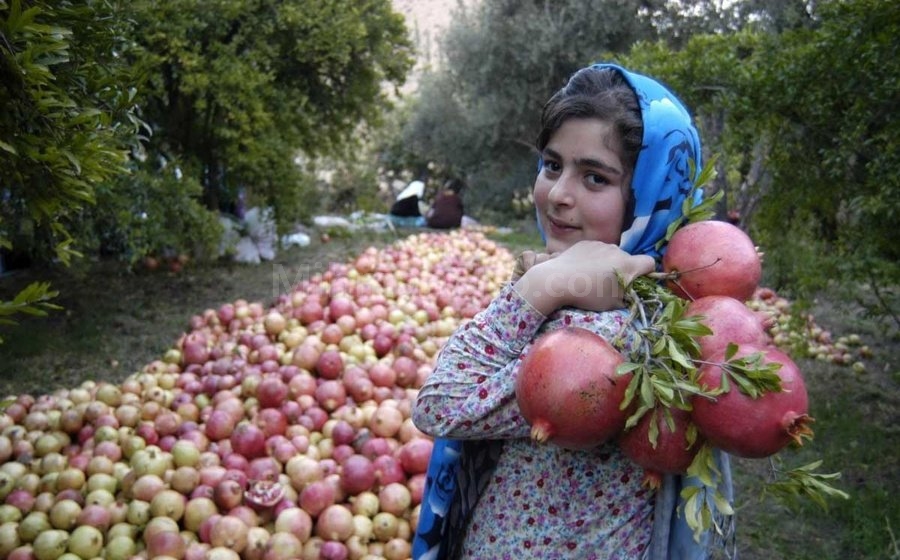 جشن انار