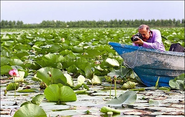 بوستان نیلوفر آبی ساری
