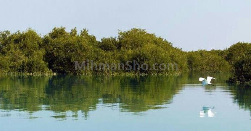 جنگل حرا سیستان و بلوچستان - چابهار