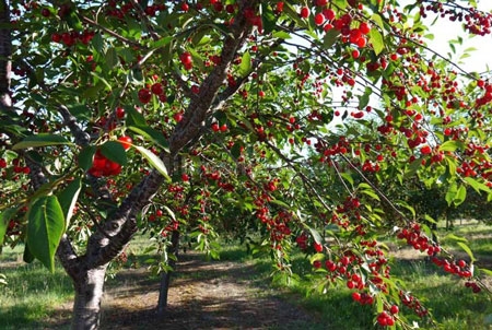 باغ سیب روستای هرانده-مجله گردشگری میهمان شو