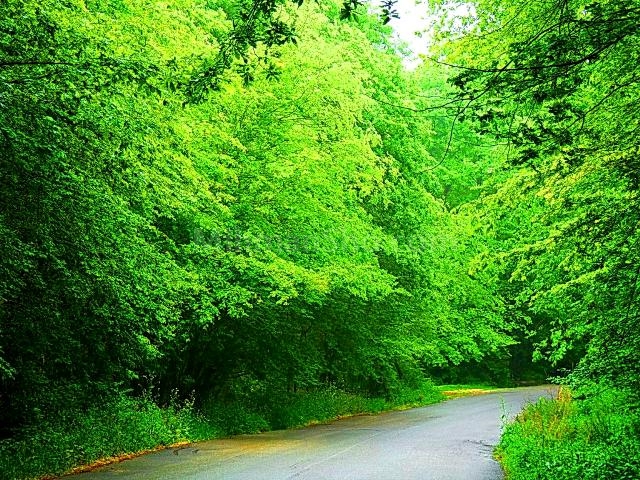 حیات وحش سمسکنده - میهمان شو