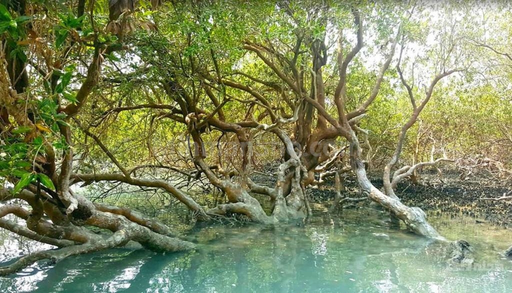 جنگل حرا سیستان و بلوچستان - چابهار