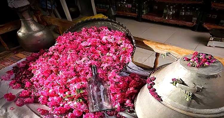 گلاب گیری - میهمان شو