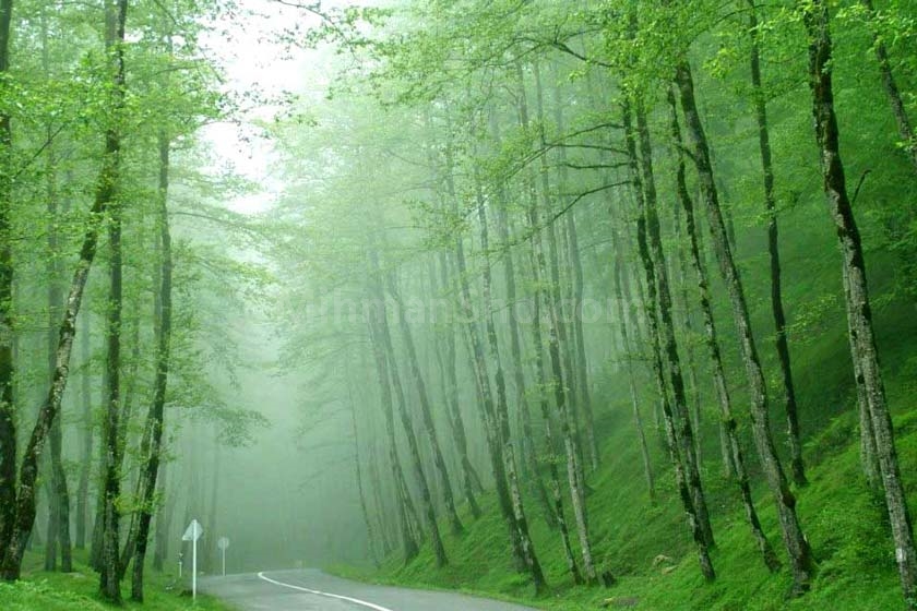 گیسوم - میهمان شو