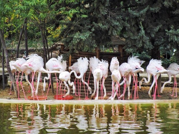 باغ پرندگان اصفهان - میهمان شو