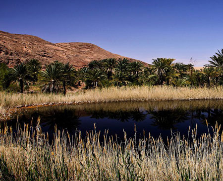 نخلستان سوخته روستای گرمه-مجله گردشگری میهمان شو 